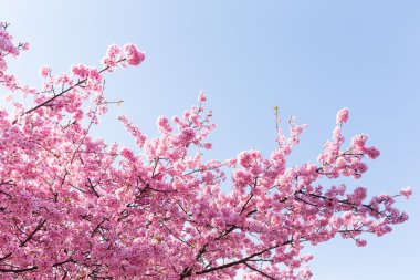 çiçek açan sakura ağacı dalları