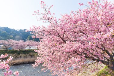 nehir boyunca çiçek açan sakura ağaçlar
