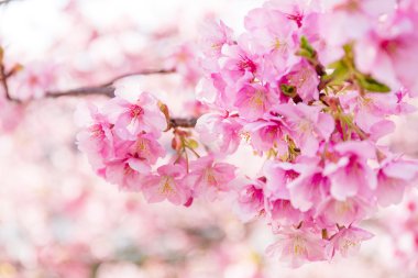 çiçek açan sakura ağacı dalları