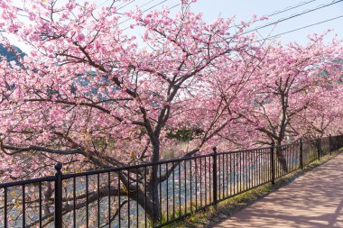 Güzel çiçek açan sakura ağaçlar