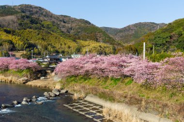 nehir boyunca çiçek açan sakura ağaçlar