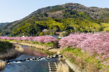 nehir boyunca çiçek açan sakura ağaçlar