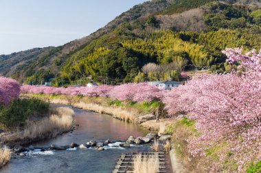 nehir boyunca çiçek açan sakura ağaçlar
