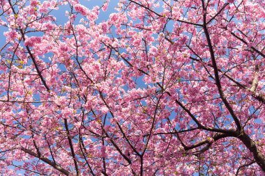 çiçek açan sakura ağacı dalları