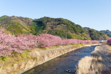 nehir boyunca çiçek açan sakura ağaçlar