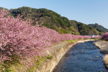 nehir boyunca çiçek açan sakura ağaçlar