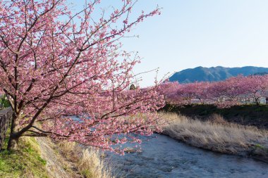 nehir boyunca çiçek açan sakura ağaçlar
