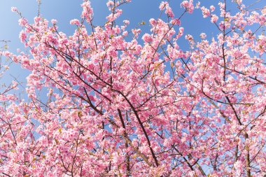 çiçek açan sakura ağacı dalları