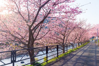 blooming sakura flower trees clipart
