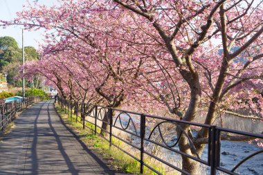 blooming sakura flower trees clipart
