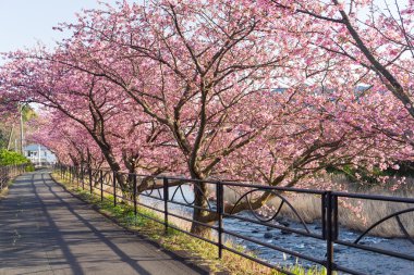 Güzel çiçek açan sakura ağaçlar