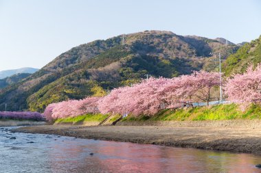 blooming sakura trees along river clipart