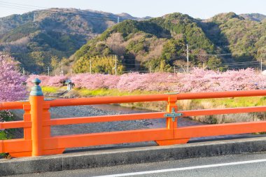 Şehirde Kawazu Sakura ağaçlar 