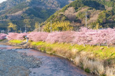 nehir boyunca çiçek açan sakura ağaçlar