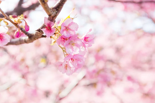 Bloeiende sakura boomtakken — Stockfoto