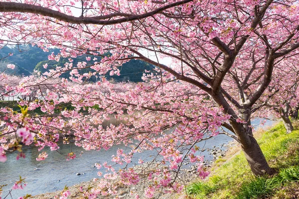 Cherry sakura trees in park — Stock Photo, Image