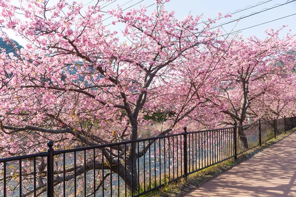 Pięknie kwitnące drzewa sakura — Zdjęcie stockowe