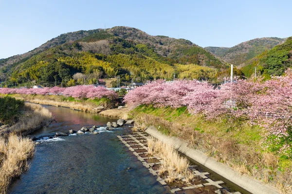 Virágzó sakura fák folyó mentén — Stock Fotó