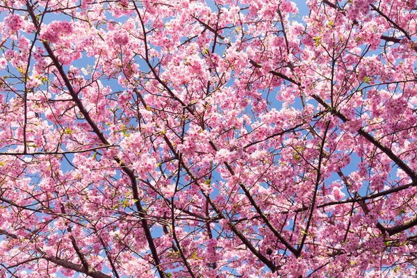 Florecientes ramas de árbol de sakura — Foto de Stock