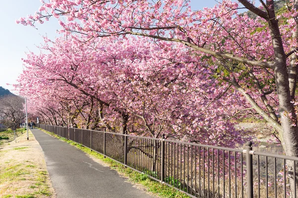 Blooming sakura flower trees — Stock Photo, Image