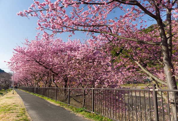 Beautiful blooming sakura trees — Stock Photo, Image