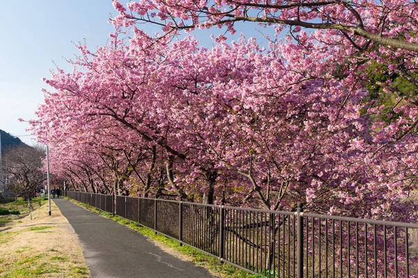Vakre blomstrende sakuratrær – stockfoto