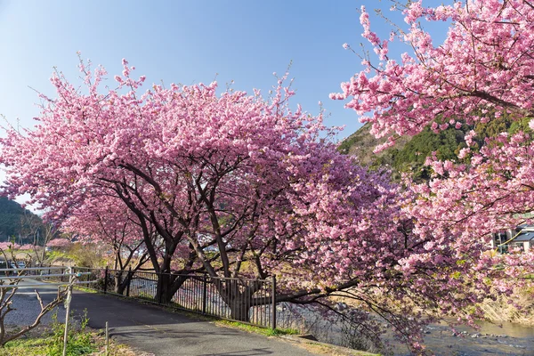 Vakre blomstrende sakuratrær – stockfoto