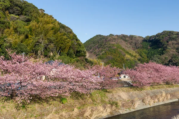 Bloeiende sakura bomen langs de rivier — Stockfoto