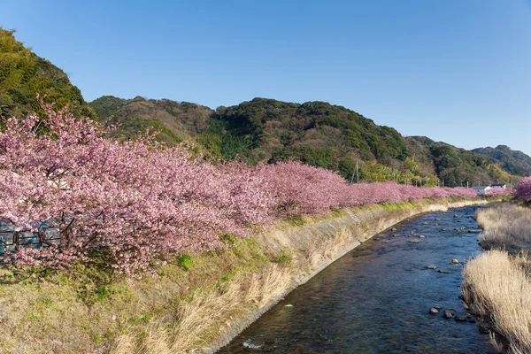 Árvores sakura florescendo ao longo do rio — Fotografia de Stock