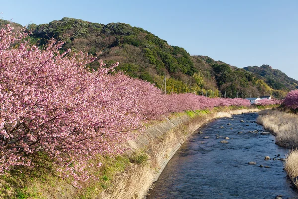 Árboles de sakura florecientes a lo largo del río — Foto de Stock