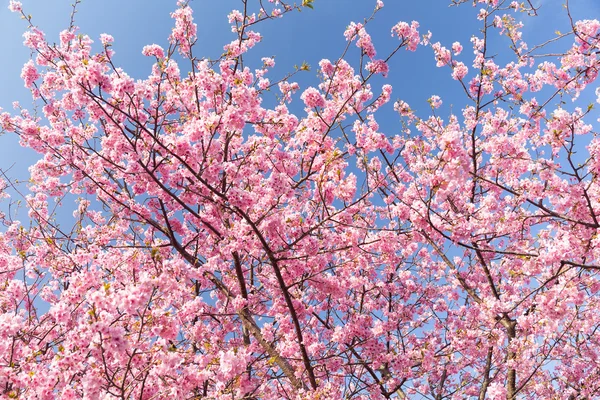 Florecientes ramas de árbol de sakura — Foto de Stock