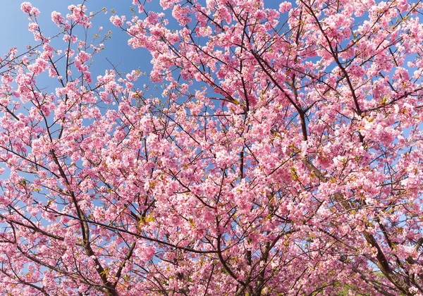 Kwitnące gałęzie drzewa sakura — Zdjęcie stockowe