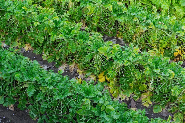 Radieschenpflanze auf einem Acker — Stockfoto