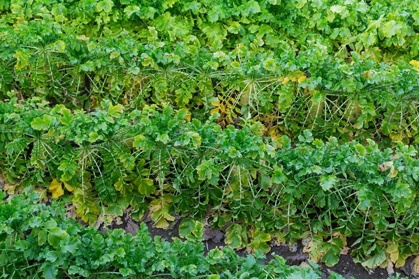 Groene Radijs veld — Stockfoto