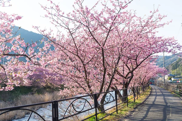 Blooming sakura flower trees — Stock Photo, Image