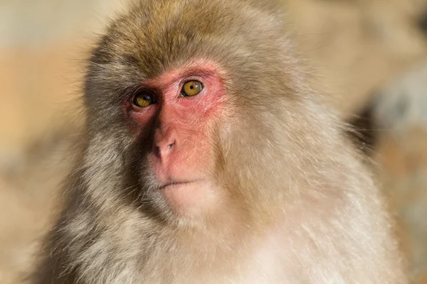 Macaco de neve japonês — Fotografia de Stock