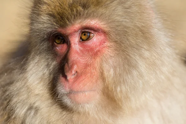 Macaco de neve japonês — Fotografia de Stock