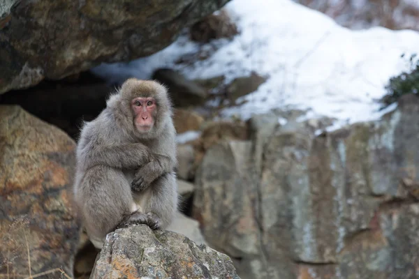 Japanese snow monkey — Stock Photo, Image
