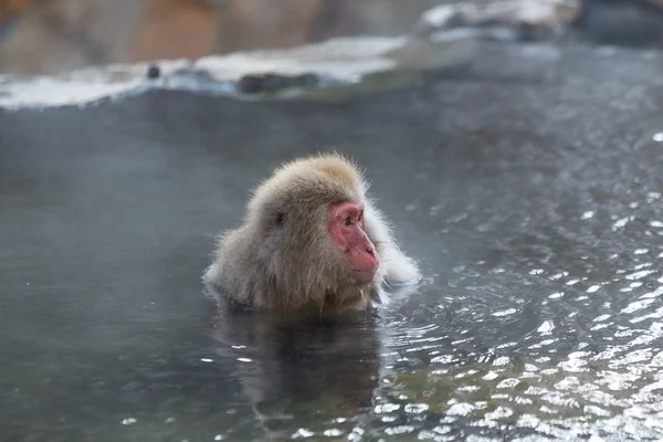 Macaco de neve japonês na primavera quente — Fotografia de Stock