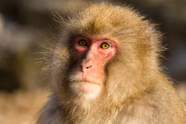 Macaco de neve japonês — Fotografia de Stock