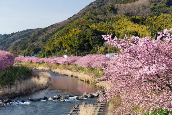 nehir boyunca çiçek açan sakura ağaçlar