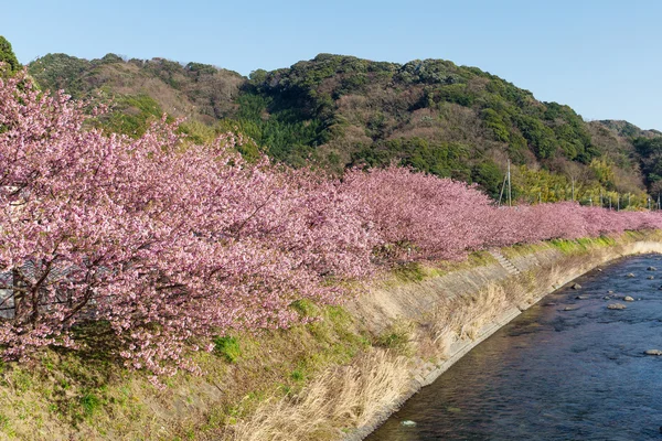 Blooming sakura trees along river — Stock Photo, Image