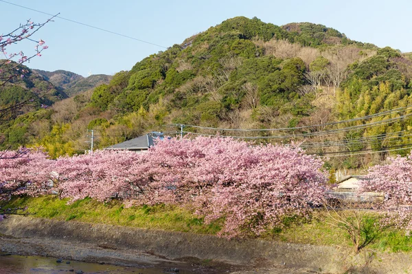 Virágzó sakura fák folyó mentén — Stock Fotó