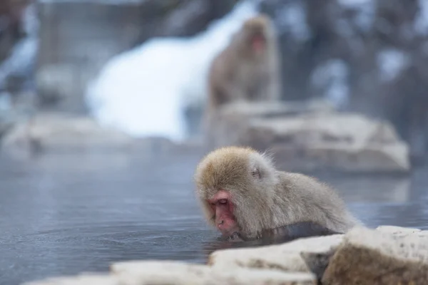 Japonští sníh opice v horký pramen — Stock fotografie