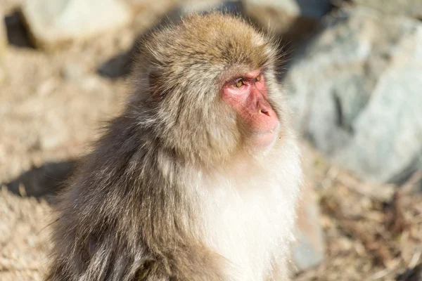 Macaco de neve japonês — Fotografia de Stock