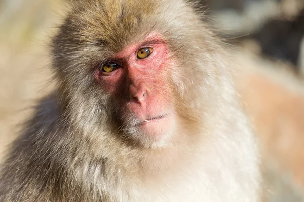 일본 눈 원숭이 — 스톡 사진