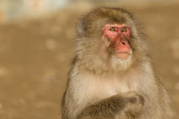 Macaco de neve japonês — Fotografia de Stock