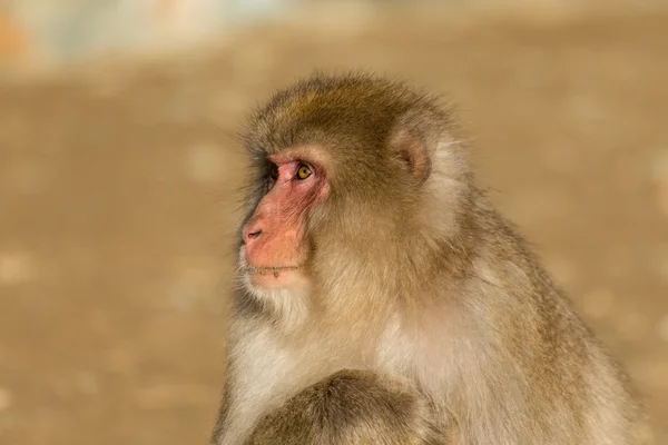 Macaco de neve japonês — Fotografia de Stock