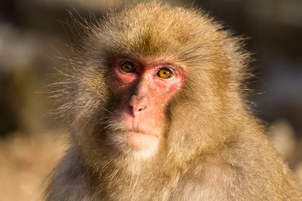 Gros Plan Mignon Singe Des Neiges Japonais Fourrure — Photo