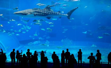 Oceanarium insanlar ve dev balina köpekbalığı